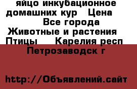 яйцо инкубационное домашних кур › Цена ­ 25 - Все города Животные и растения » Птицы   . Карелия респ.,Петрозаводск г.